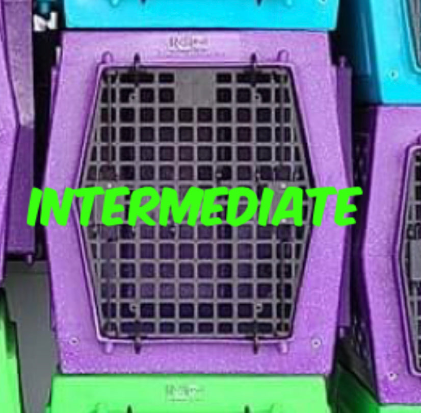 Intermediate Purple